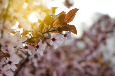 Çiçek açan kiraz, yakın plan güzel arka plan.