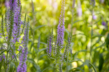 Güzel açan lavanta alan arkaplanı