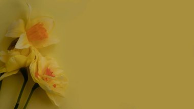 Renkli arkaplanda Narcissus çiçeği