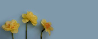 Renkli arkaplanda Narcissus çiçeği