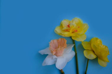 Renkli arkaplanda Narcissus çiçeği