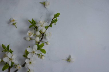 Blossoming branch of cherry on a light background
