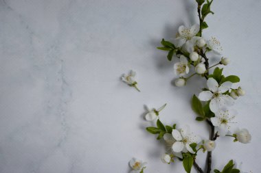 Blossoming branch of cherry on a light background