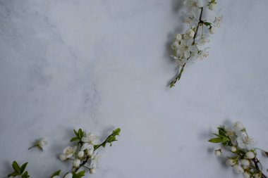 Blossoming branch of cherry on a light background