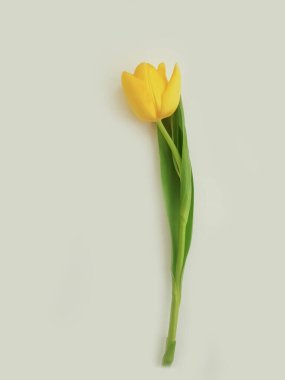 Açık arkaplanda sarı laleler