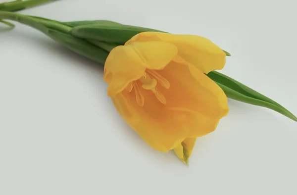 Tulipanes Amarillos Sobre Fondo Claro —  Fotos de Stock