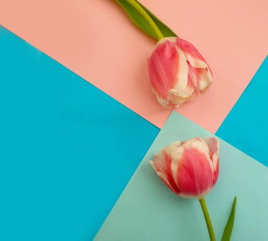 Renkli arka planda güzel laleler