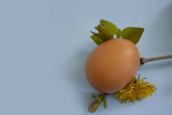 Eggs Flower Colored Background — Stock Photo, Image