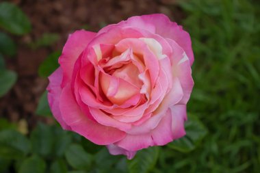 Bahçede güzel bir gül