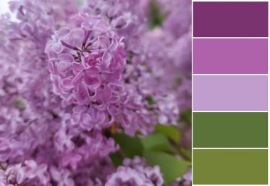 Güzel leylak çiçeği, renk kumaşı.