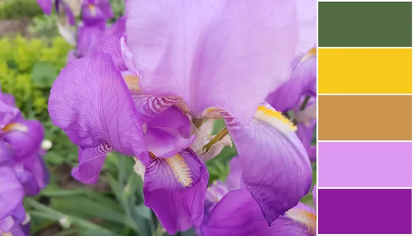 stock image Beautiful iris flower, color palette