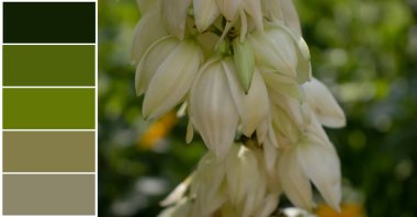 Yeşil bitkiler, renk paleti örnekleri