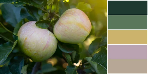 ブランチ カラースウォッチ パレットのリンゴ ストック写真