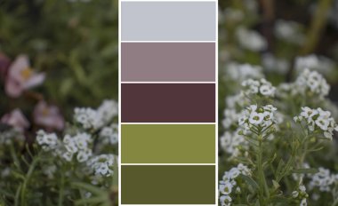 Güzel çiçekler renk paletini besler