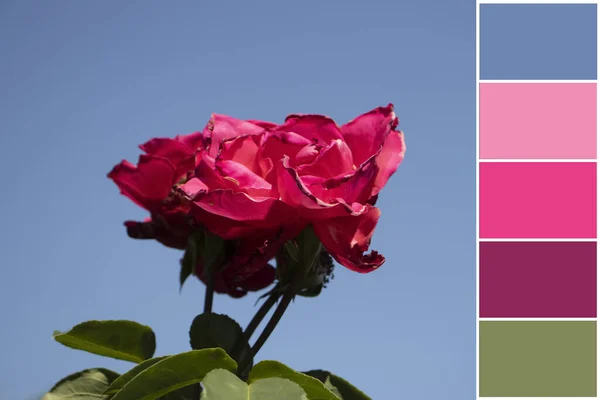 Beautiful Rose Sample Color Palette — Stock Photo, Image
