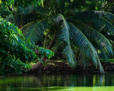 Bangkok Tayland - 30 Ağustos 2016: Lumphini Park, Bangkok, Tayland 'da su kenarındaki palmiye ağaçları, yeşil yansımaları ve tropikal bitki örtüsüyle.