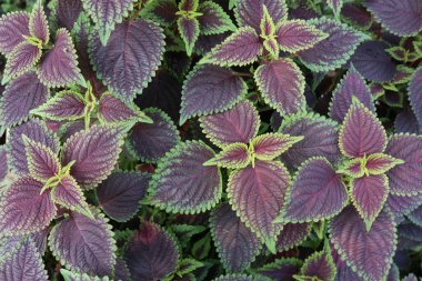 Parlak yeşil kenarlı renkli mor koleus yapraklarının yakın çekimi, canlı desenler ve süslü güzellikler sergiliyor..