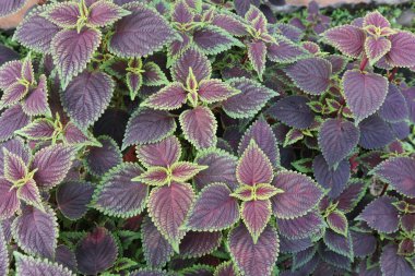 Parlak yeşil kenarlı renkli mor koleus yapraklarının yakın çekimi, canlı desenler ve süslü güzellikler sergiliyor..