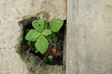 Betondaki çatlaktan çıkan küçük yeşil bir bitki, dayanıklılığı, hayatta kalmayı ve kentsel alanlarda doğanın gücünü simgeliyor..