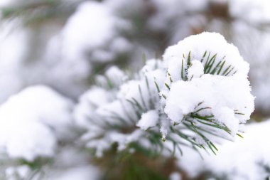 Karla kaplı çam ağacı dalları. Kış sezonu geçmişi. Soğuk hava. Noel atmosferi.