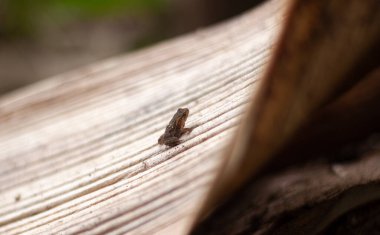 Orman zemininde bir kurbağa yavrusu, baharda parlak doğa arka planına sahip kahverengi yaprak yığınının üzerinde yatay olarak oturuyor.