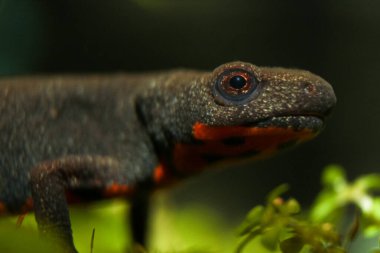 Yetişkin Japon ateş göbeği semendertlerinin (Cynops orientalis) su altındaki profili, bitki örtüsüyle bir göz yan görüntüden kameraya bakıyor, kırmızı çarpıcı bir renk.