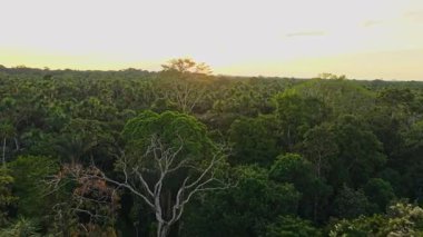 Yoğun Amazon yağmur ormanı tepe örtüsünü delip geçen sıcak altın ışınların havadan görünüşü yeşil yeşillikleri vurguluyor ve tropikal bitki örtüsünden sakin akşam ışığı yayıyor..