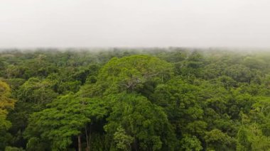 Yoğun Amazon yağmur ormanları, ahşap gözlem platformunu gözler önüne seriyor. Yüksek, sisli sis, ağaçların yemyeşil tepelerinde sürükleniyor ve el değmemiş yaban hayatı sergiliyor..
