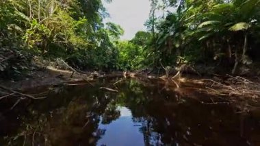 Dar Amazon su yolu boyunca yüzen gezginler, yemyeşil yağmur ormanları bitkileriyle çevrili, el değmemiş vahşi doğa ve zengin tropikal ekosistem çeşitliliği deneyimliyorlar..