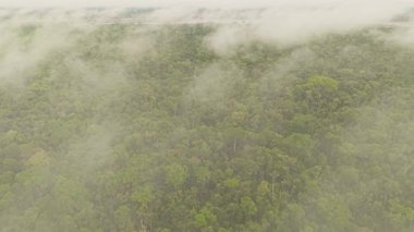 Alçak asılı bulutlar, bereketli Amazon yağmur ormanları üzerinde sürükleniyor, yemyeşil örtüleri ve uzak ufka doğru uzanan geniş vahşi doğayı ortaya çıkarıyor..