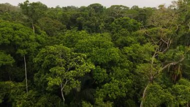 Yükseklik açısından karmaşık ekolojik ağı ortaya çıkaran karmaşık yeşil ağaç tepelerini tasvir eden bereketli Amazon yağmur ormanlarının hava manzarası.