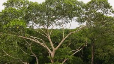 Gökyüzü perspektifi Amazon yağmur ormanlarının ihtişamını gözler önüne seriyor. Kubbeli ve geniş, yeşil gökyüzü yumuşak ve bulutlu..