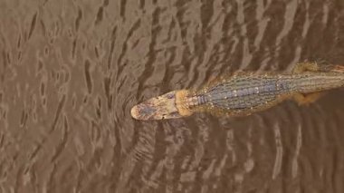 Kuş bakışı siyah kaymanın bulanık Amazon nehir sularında süzüldüğünü, yüksek perspektiften ölçülü hareketlerle yüzdüğünü..