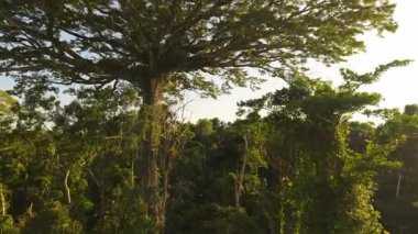 Katmanlı tepe örtüsü olan yeşil Amazon yağmur ormanlarının hava manzarası, canlı biyolojik çeşitlilik, geniş ekolojik manzara boyunca uzanan yemyeşil alanlar..