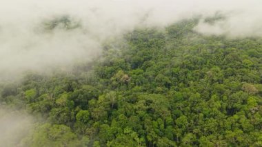 Dalgalanan beyaz bulutlar Amazon yağmur ormanları üzerinde süzülüyor, doğal dokular ve atmosferik derinlik ile yeşil manzarayı ortaya çıkarıyor..