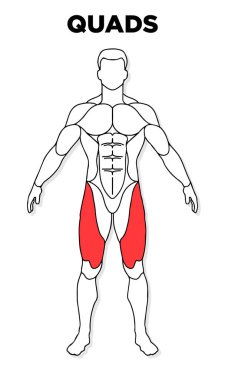 İnsan Dörtlüsü kaslı erkek anatomi modeli vektörü, spor salonu illüstrasyonu, sağlık, tıp ve biyoloji dersleri için mükemmel..