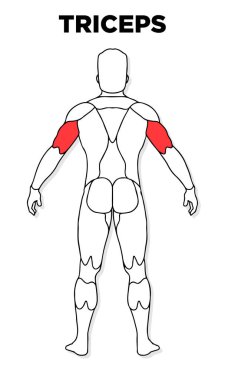 İnsan trisepsi kaslı erkek anatomi modeli vektörü, spor salonu illüstrasyonu, sağlık, tıp ve biyoloji dersleri için mükemmel..