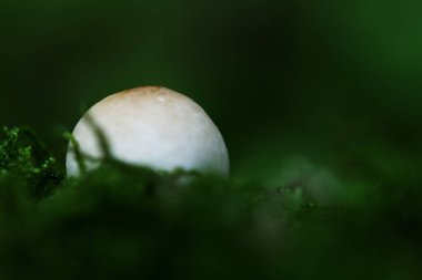 Yumuşak yosunlu zeminde tütsülenmiş mantar.