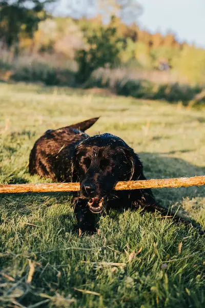 Çimenlerde Siyah Labrador