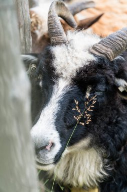 Hayvanat bahçesindeki beyaz keçinin yakın çekimi.