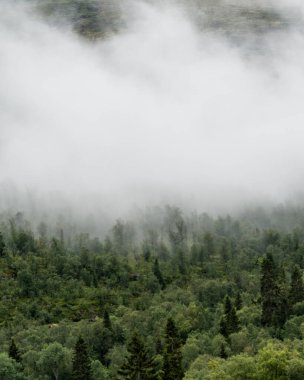 Ağacı ve sisi olan güzel bir manzara.