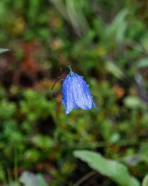 Ormandaki mavi çiçek
