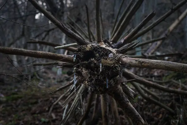 Bir ağaç kütüğünün dikey görüntüsü