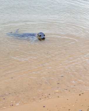 Bir fok kıyıya yakın suda yüzüyor. Su bulanık ve kum ıslak.