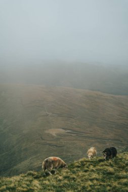 Dağlardaki bir koyun sürüsünün dikey görüntüsü.
