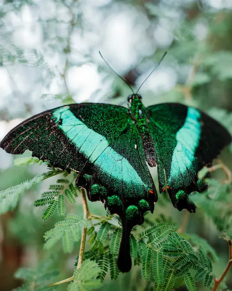 Ağaçtaki yeşil bir kelebeğin yakın plan fotoğrafı.