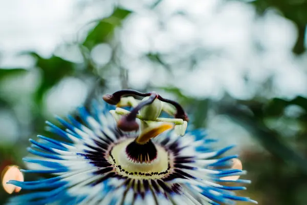 Kelebeğin güzel çiçeği