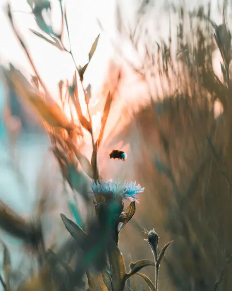 Güzel botanik fotoğrafı, doğal duvar kağıdı.