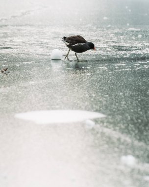 Donmuş göldeki buz hokeyi oyuncusu