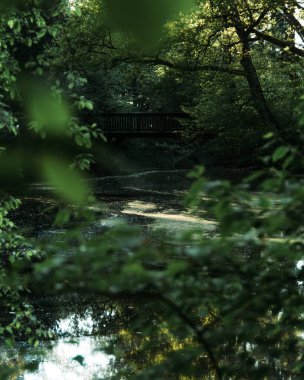 Ormanın güzel manzarası